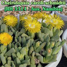 Image result for Gethyllis transkarooica