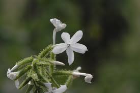 Image result for Plumbago zeylanica