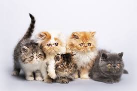 Sayangnya, kucing jenis ini termasuk jenis kucing yang hampir terancam. Mahalnya Ini 7 Jenis Baka Kucing Paling Berharga Di Dunia