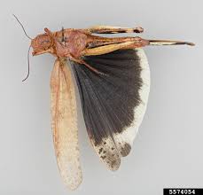 Image result for Dissotis pulchra