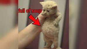 Full of Soup Cat | Know Your Meme