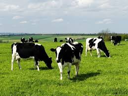 Freisian Cows Oxfordshire Uk Photographic Print Martin Page Allposters Com In 2020 Cute Cows Cow Breeds Of Cows