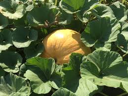 What is the best soil for pumpkins? Let S Talk Pumpkins In Arizona Agriculture