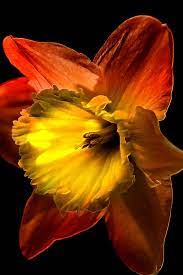 A Crimson Red Daffodil Flower Release A Vibrant Glow Against A Backdrop Of Black Daffodil Flower Daffodils Planting Flowers