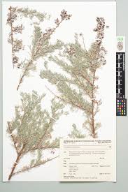 Image result for Eriocephalus