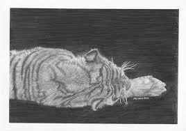 Check spelling or type a new query. Drawing Of Big Cat Bengal Tiger Laying Down Animal Widlife Drawing By Mohammed Imran Saatchi Art