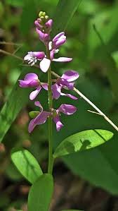 Image result for Polygalaceae
