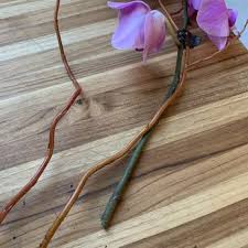 Welcome to our jj's house coupons page, explore the latest verified jjshouse.com discounts and promos for april 2021. Jack S House Of Flowers 23 Photos 16 Reviews Florists 214 Spratt St Ft Mill Sc Phone Number Yelp