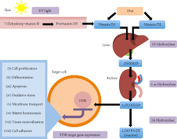 At that rate, you can probably get all or most of your calcium from food, especially if you have a serving or two of dairy products daily. Optimal Vitamin D Supplementation Levels For Cardiovascular Disease Protection