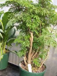 Aralia plants make great houseplants.with so many types of aralia from which to choose, plant lovers can enjoy this plant in a variety of forms, including deciduous and evergreen shrubs and trees. Ming Aralia Plant Care Polyscias Fruticosa