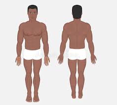 Its function is to transport substances in the blood, around the body. Man Body Anatomy Front Back Side Stock Illustrations 174 Man Body Anatomy Front Back Side Stock Illustrations Vectors Clipart Dreamstime