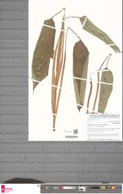 Image result for Halopegia azurea