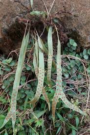 Image result for Selaginella vanderystii