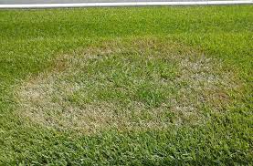 Remove debris such as weeds and rocks and cut the grass to about 1 inch. Centipede Grass Plant Care Growing Guide