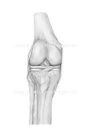 You can also use this flow chart diagram to show the relationship to a circle center. Pencil Drawing Of Healthy Knee Joint Anatomy Medical Stock Images Company