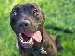 Great dane puppy rescue illinois. Make This Puppy Lucky Cookie The Great Dane And Boxer Mix Lucky Puppy Magazine