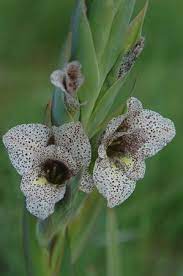 Gladiolus Vinosomaculatus Rod Saunders Http Www Pacificbulbsociety Org Pbswiki Index Php Southernafricangladiolu Gladiolus Flower Gladiolus Unusual Flowers