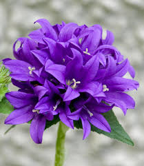Image result for campanula glomerata