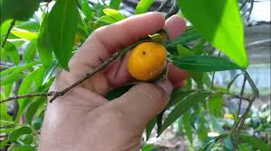 Image result for Garcinia kingaensis
