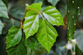 Image result for Rhoicissus