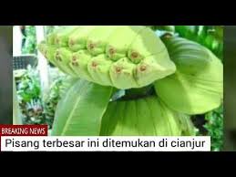 Kumpulan foto gambar aneh unik lucu gambar dp bbm kata kata mutiara cinta. Buah Buahan Terunik Dan Aneh Di Dunia Youtube