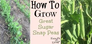 You can plant them in big containers like raised beds. How To Grow Great Sugar Snap Peas Farm Fit Living