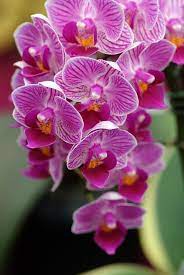 Stripey Beautiful Orchids Orchid Flower Beautiful Flowers