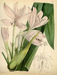 Image result for Crinum macowanii