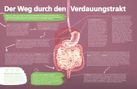 Mikrobiom Wunderwaffe Im Darm Apropos Gesund