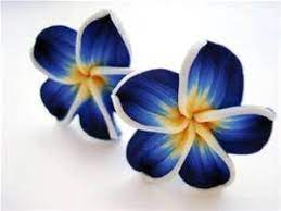 Hawaiian Blue Plumeria Flower Bing Images Tropical Flower Tattoos Hawaiian Flower Tattoos Flower Drawing