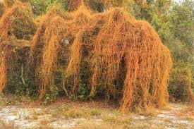 Image result for Culcasia falcifolia