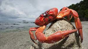Crabs are impossible to ignore on christmas island. Our Beautiful Planet Christmas Island S Red Crabs On The March Environment All Topics From Climate Change To Conservation Dw 10 09 2018