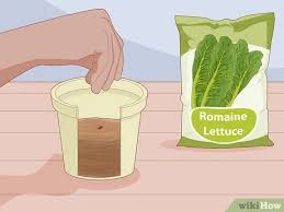 We did not find results for: 4 Ways To Grow Romaine Lettuce Wikihow
