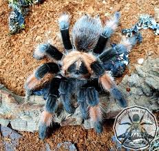 Image result for Emilia brachycephala