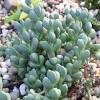 This plant is wonderfully hardy and should bloom longer than the typical ice plant. Https Encrypted Tbn0 Gstatic Com Images Q Tbn And9gcrhcoyp9opicayiikrlqkx4pdjrqrfc3niitaagmosh5scugueu Usqp Cau