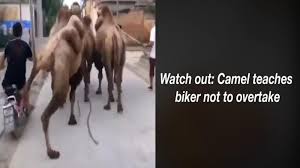 We request help with the setting up of camel milk collection and processing points near our grazing areas and development of a cool chain to transport the milk to the consumers. Watch Out Camel Teaches Biker Not To Overtake Times Of India Videostweets By Timeslitfestdeltweets By Timeslitfestkol