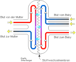 Die plazentaschranke weist folgende schichten auf Die Rolle Der Plazenta In Der Schwangerschaft