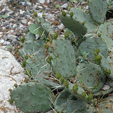 Buying yang grafted cacti will increase their value rare cactus for sale, buy rare and exotic cactus plants with high quality we have desert cactus plants, high quality indoor cactus plants strombocactus disciformis, toumeya papyracantha. Eastern Prickly Pear Cactus Opuntia Compressa In Boston Hopkinton Chelmsford Hingham Middleborough Massachusetts Ma At Weston Nurseries