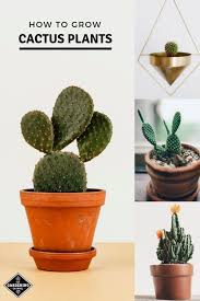 How To Grow Cactus Plants Gardening Channel Cactus Plants How To Grow Cactus Cactus House Plants