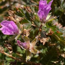 Image result for Menodora heterophylla