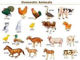 Farm Domestic Animals Vocabulary In English Eslbuzz Learning English Farm Animals List Animals Name In English List Of Animals