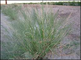 Image result for Leptochloa fusca