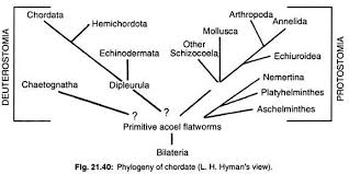 Echinoderms Classification Habitat And Affinities