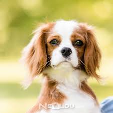 Cavalier King Charles Cinsi Kopek Bakimi Ve Ozellikleri