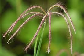 Image result for Chloris pilosa
