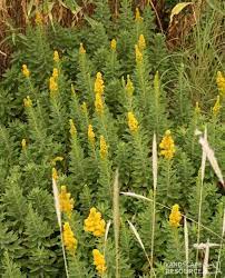 California Goldenrod Solidago Californica Http Www Landscaperesource Com Uploads Images Thumbs 1 Small Yellow Flowers Pollinator Garden Garden Inspiration