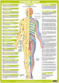 A typical hadoop mapreduce job is divided into a set of map and reduce tasks that execute on a hadoop cluster. Nerve Anatomy Chart Cutaneous Posterior Chartex