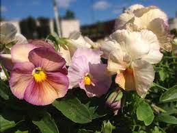 Inspire Peach Shades Pansy Pansies Plant Spacing Types Of Plants