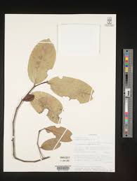 Image result for Casearia gladiiformis