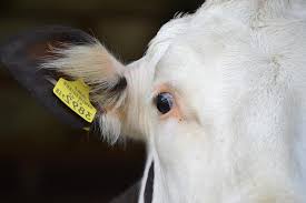 In 1540 he was named governor of the spanish province of río de la plata, based in what is he discussed the plants and animals he found. Vacas Ganado Simmental Carne De Vaca Agricultura Ganado Rumiante Animal Joven Cabeza Vaca Holstein Granja En Blanco Y Negro Pikist